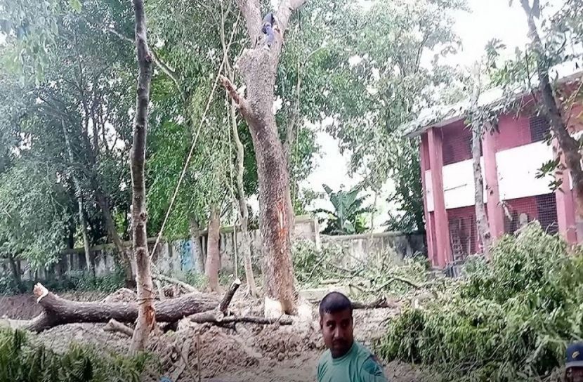 গাছ কেটে সাবাড়, ফার্নিচার বানিয়ে হরিলুট