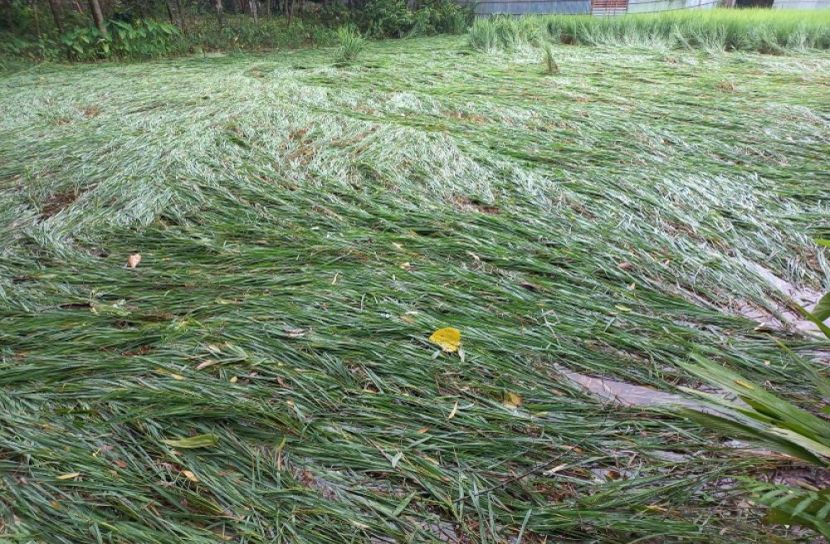 উলিপুরে কাঁচা ধানে মই দিলো সিত্রাং