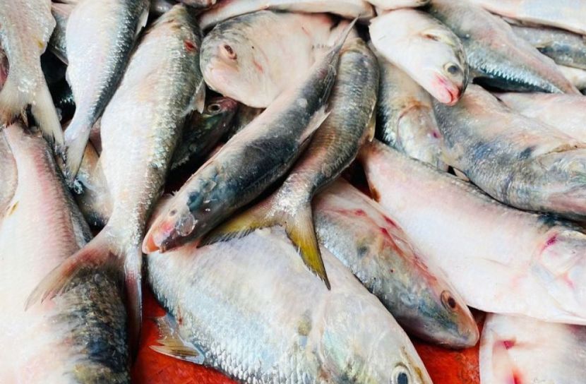 এক ট্রলারে মিললো ১১৭ মণ ইলিশ