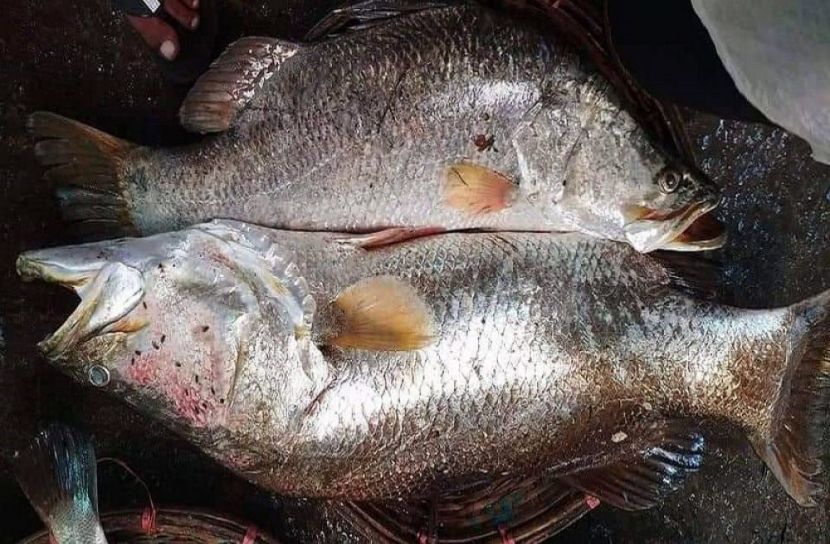 দুইটি কোরাল ৩০ হাজার টাকা