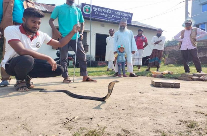 পদ্ম গোখরা সাপ উদ্ধারের পরে অবমুক্ত 