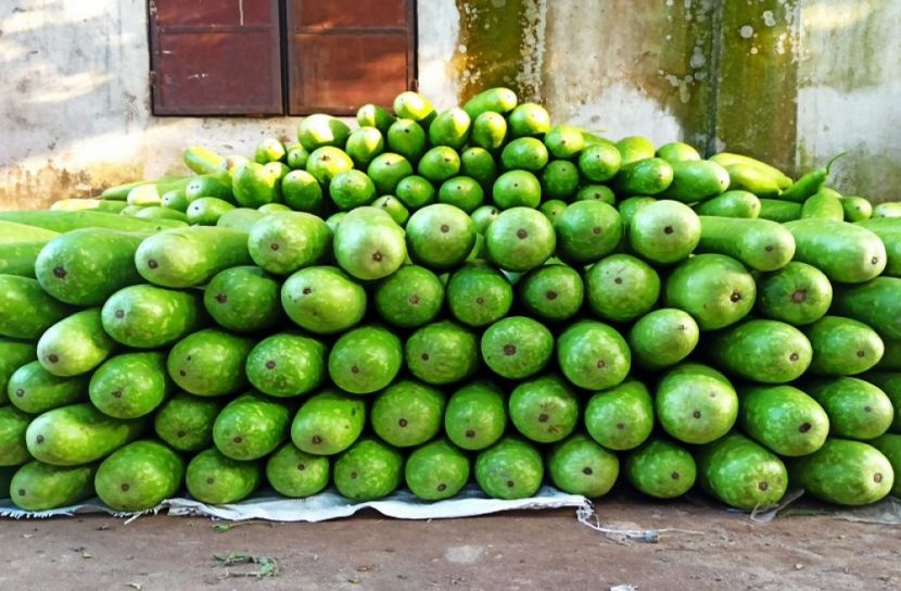 আগাম সবজির আবাদ করে কৃষকরা লাভবান