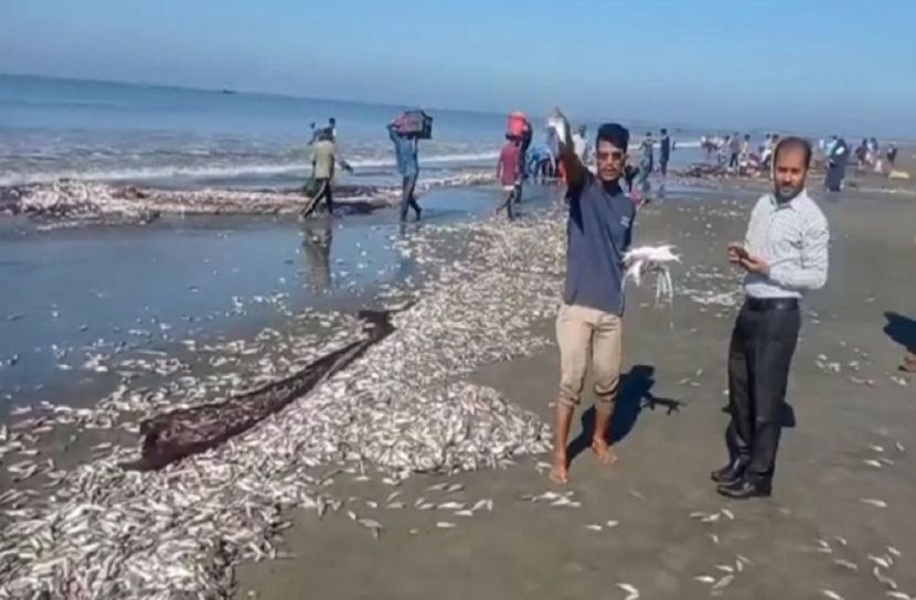 সৈকতে ভেসে আসছে ঝাঁকে ঝাঁকে মাছ