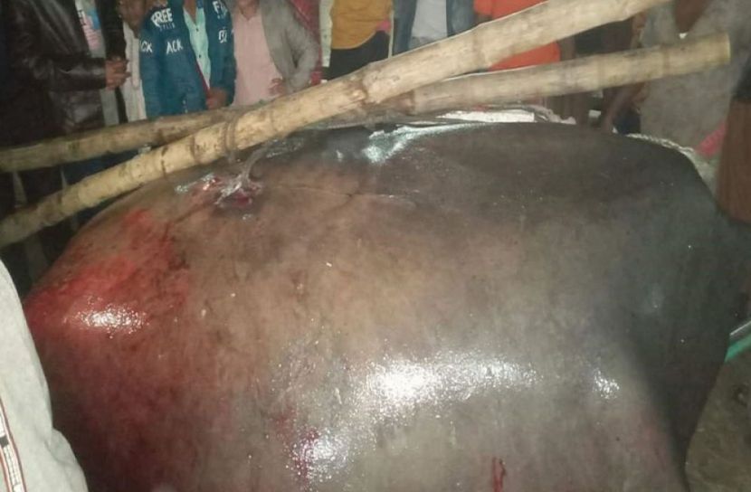 বিক্রি হলো ৭ মণ ওজনের ‘শাপলাপাতা’ মাছ