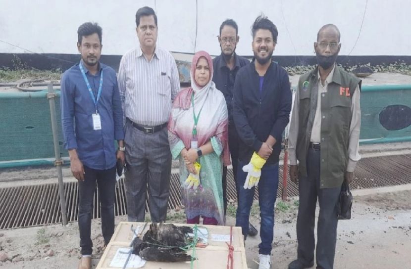 বিমানবন্দরে ১০ ঈগল জব্দ
