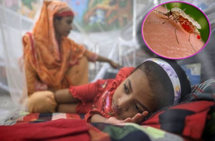 ডেঙ্গুতে আরও ৪ জনের মৃত্যু