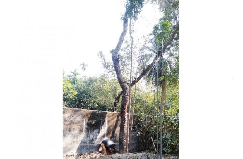 শিক্ষকের বিরুদ্ধে স্কুলের গাছ কাটার অভিযোগ