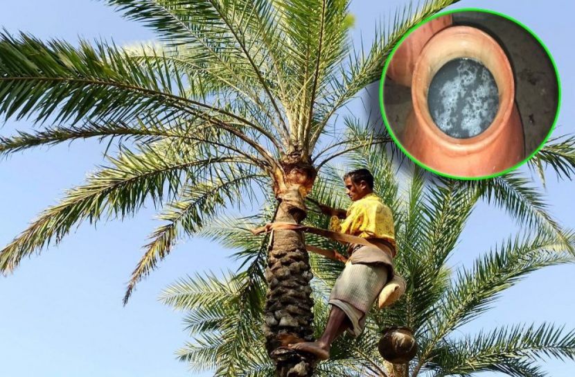 ৭শ খেঁজুর গাছ থেকে দিনে ১ হাজার লিটার রস সংগ্রহ
