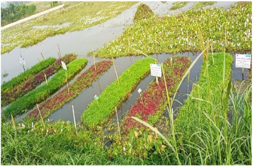 কৃষিতে ভূমিকা রাখছেন গ্রামীণ নারীরা