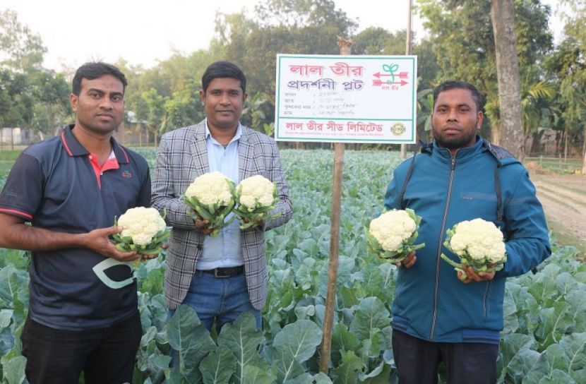 তাব্বি জাতের ফুলকপির ফলনে কৃষকদের মুখে হাসি