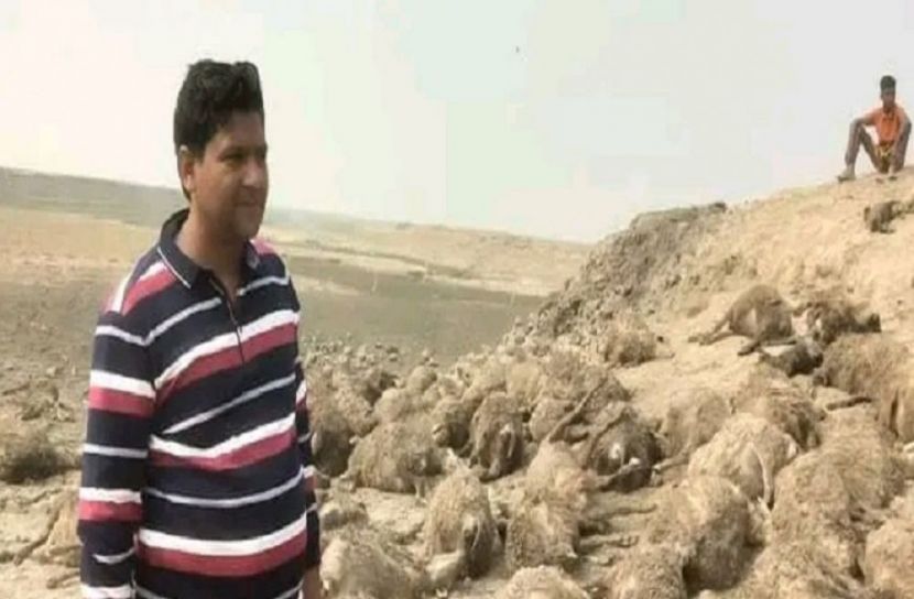 কুকুরের আক্রমণে ১৭৫ ভেড়ার মৃত্যু