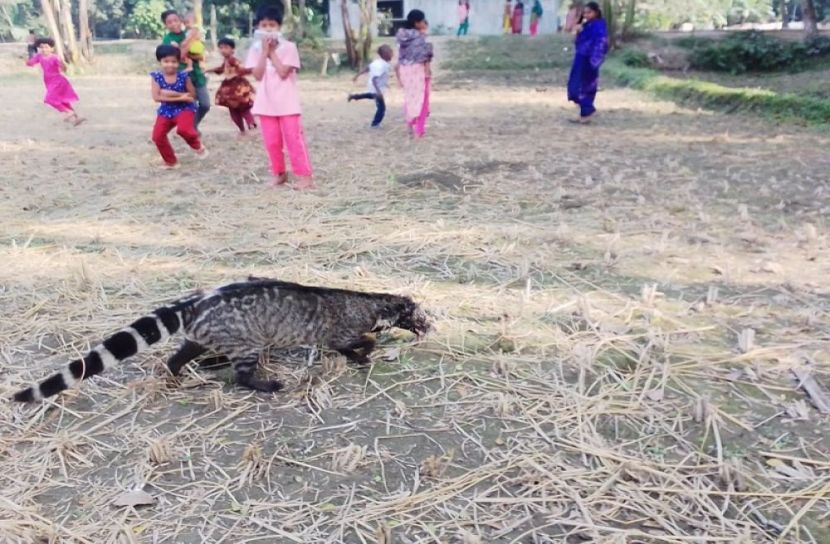 কিশোরদের হাতে গন্ধগোকুল আটক, পরে অবমুক্ত