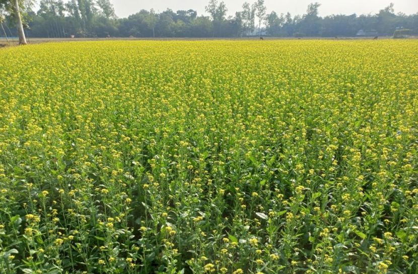 সরিষা চাষে আগ্রহী হয়ে উঠছেন কৃষক 