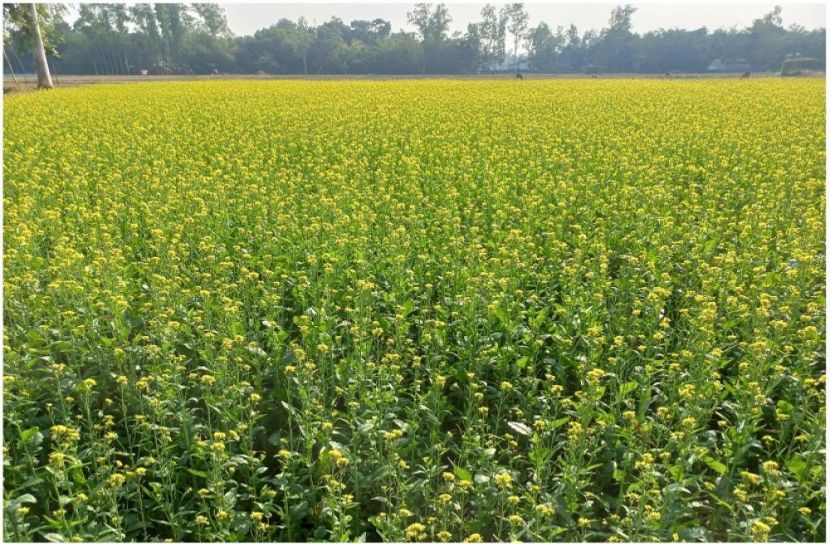 ব্যয় কমিয়ে স্বাস্থ্যসম্মত তেল উৎপাদন, সরিষা চাষে আগ্রহী হয়ে উঠছে কৃষক (ছবি সংগ্রহ : কামরুজ্জামান স্বাধীন)