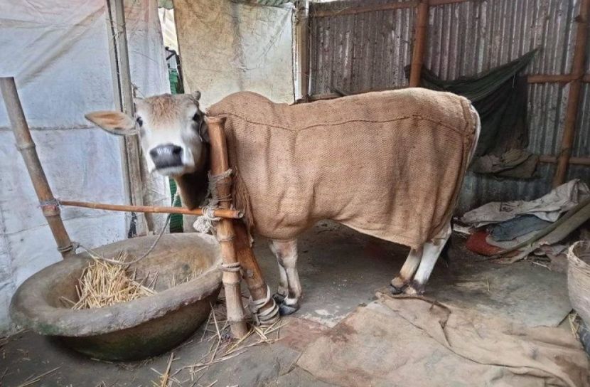 ঈশ্বরগঞ্জে তীব্র শীতে কাহিল গবাদিপশু