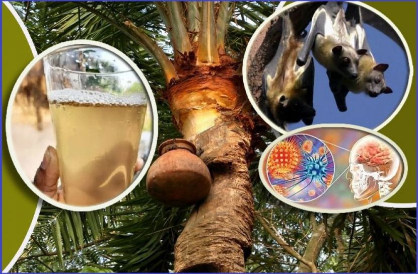নিপাহ ভাইরাসে মৃত্যু, সতর্ক থাকার আহ্বান