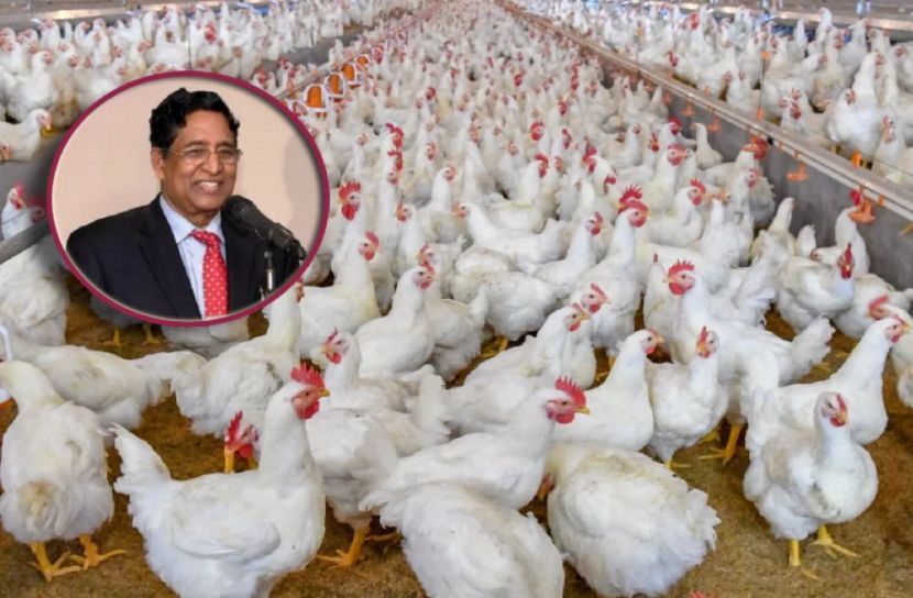 ব্রয়লার মুরগিতে ঝুঁকি নেই