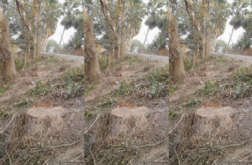 সরকারি জায়গার গাছ কেটে নিলেন ইউপি সদস্য!
