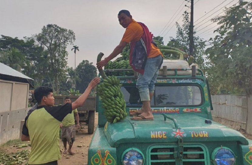খাগড়াছড়িতে কলা চাষে উৎসাহিত চাষিরা 