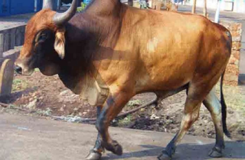 প্রতিকি ছবি