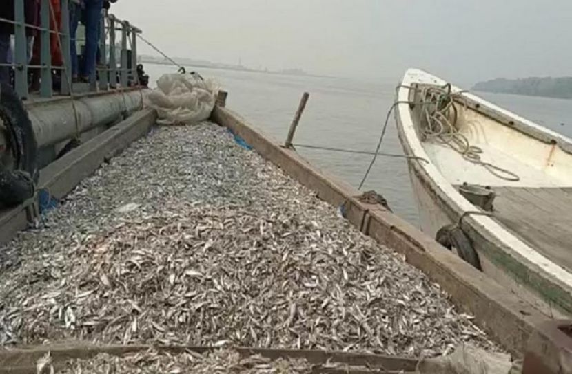৫০ মণ জাটকাসহ ট্রলার জব্দ