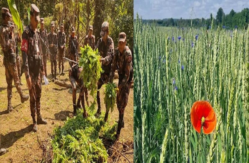 ৫ একর পপি ক্ষেত ধ্বংস