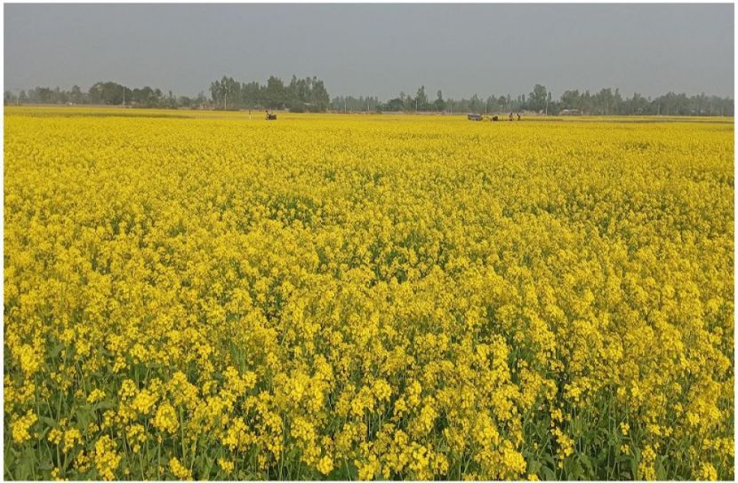 ছবি : সংগৃহিত