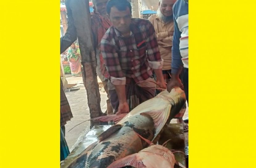 মাছের দাম হাকালো এক লাখ টাকা