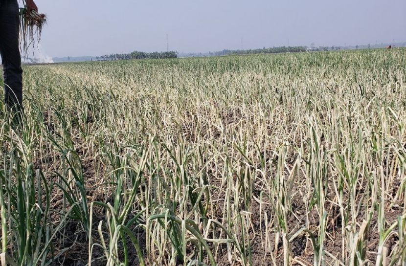 কীটনাশক দিয়ে পেঁয়াজ ক্ষেত নষ্টের অভিযোগ 