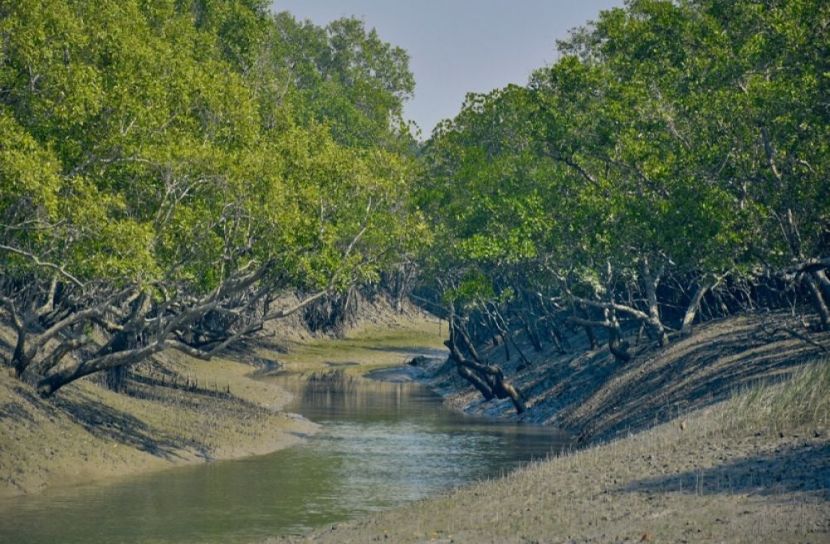 সুন্দরবনে বাঘের মরদেহ উদ্ধার