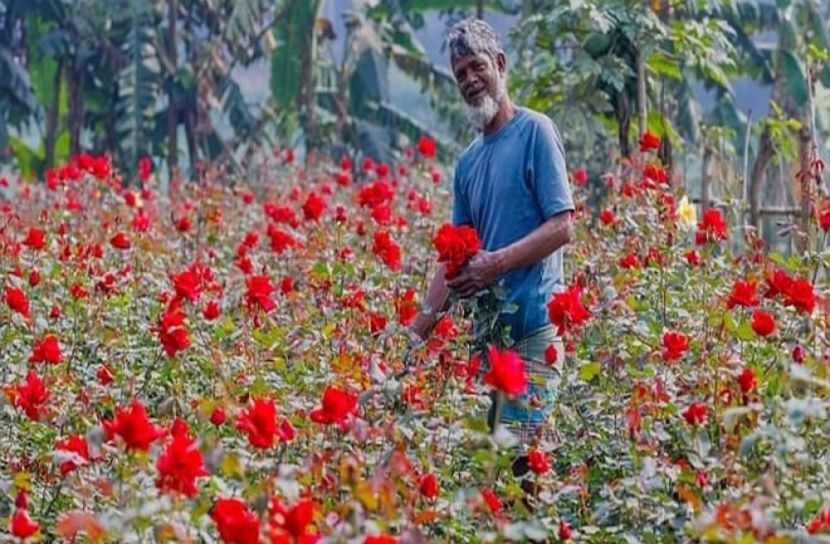 ফুল চাষিদের মুখে ফুটেছে হাসি