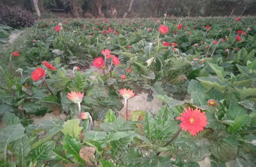 মুন্সীগঞ্জে চাষ হচ্ছে উন্নত জাতের জারবেরা