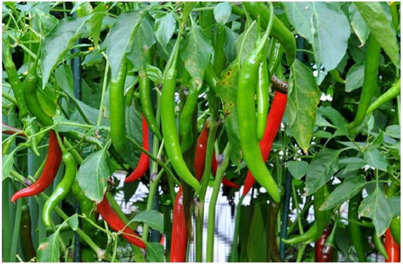 ছবি : সংগৃহিত