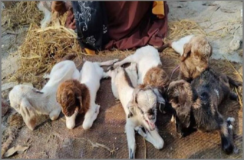 সংগৃহীত