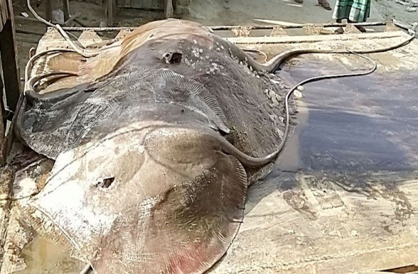 সংগৃহীত