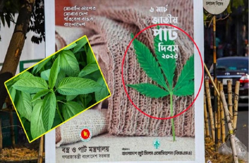 সেই পাতা গাঁজা গাছের নয়