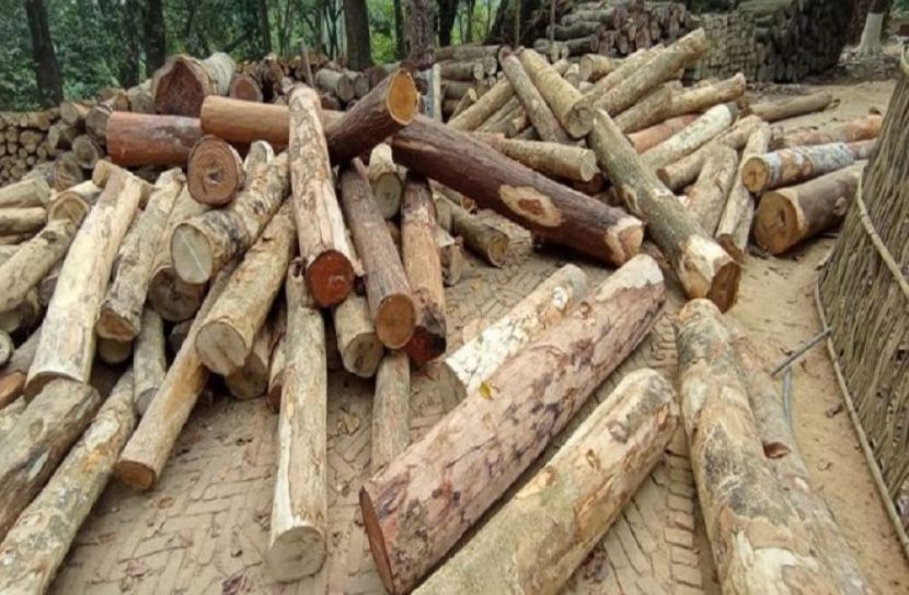 সেনা অভিযানে ৩ লাখ টাকার কাঠ জব্দ