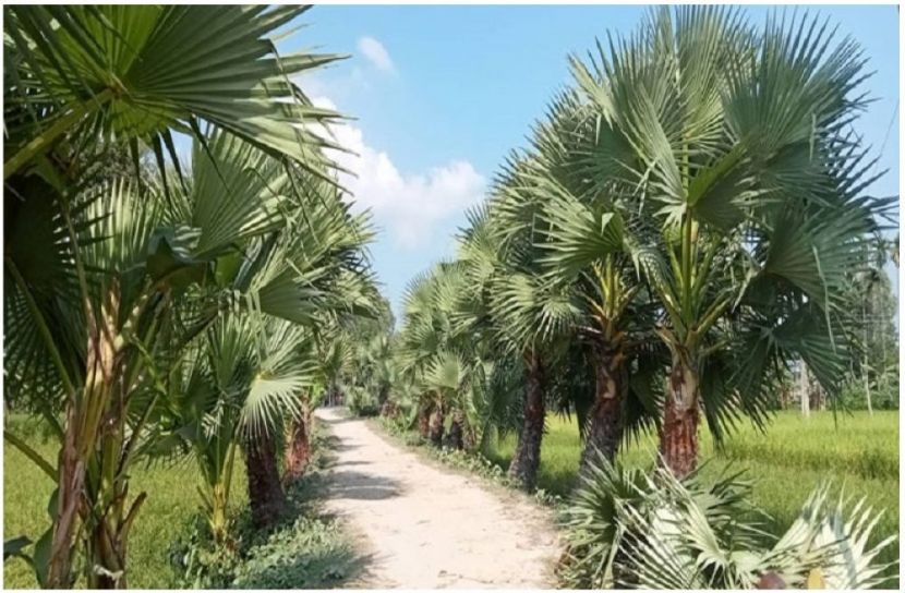 ছবি : সংগৃহিত