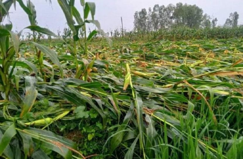 ফুলছড়িতে শিলাবৃষ্টি ফসলের ব্যাপক ক্ষতি