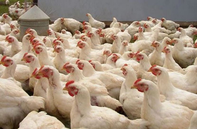 ইতিহাস গড়ল ব্রয়লার