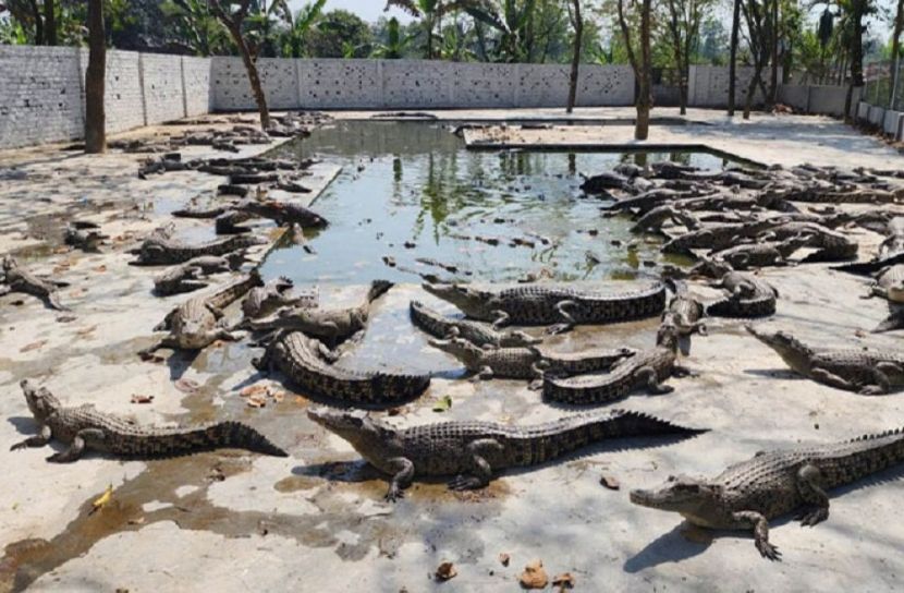 ভালুকায় বাণিজ্যিকভাবে কুমির খামার, পর্যটকদের জন্য উন্মুক্ত!