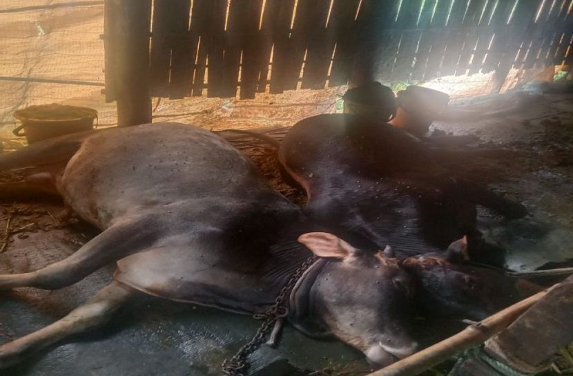 ঔষধ খাওয়ার ২মিনিটে, দুই গরু মৃত্যু!