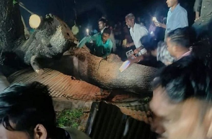 ভারতে গাছচাপায় নিহত ৭
