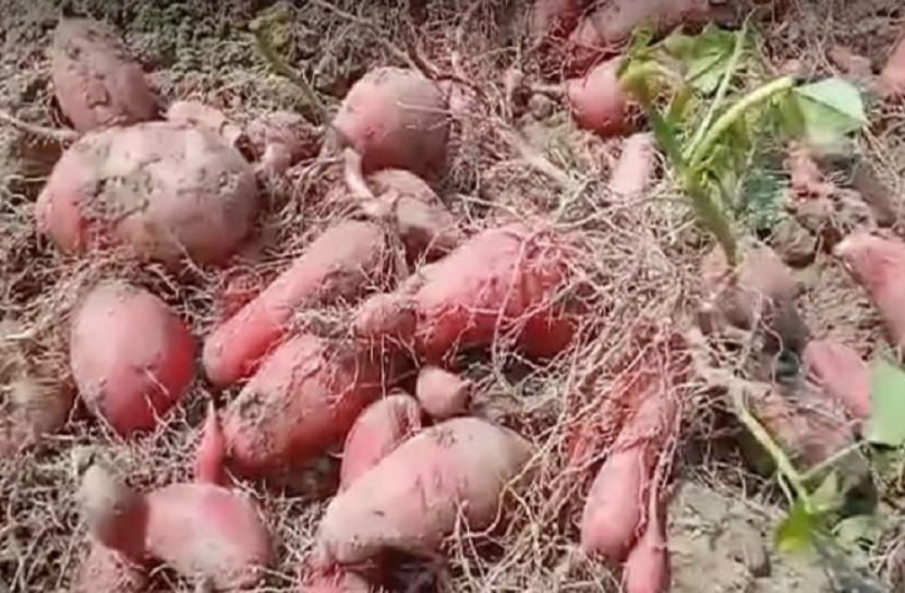 গাইবান্ধার মিষ্টি আলু যাচ্ছে জাপান ও সিঙ্গাপুর