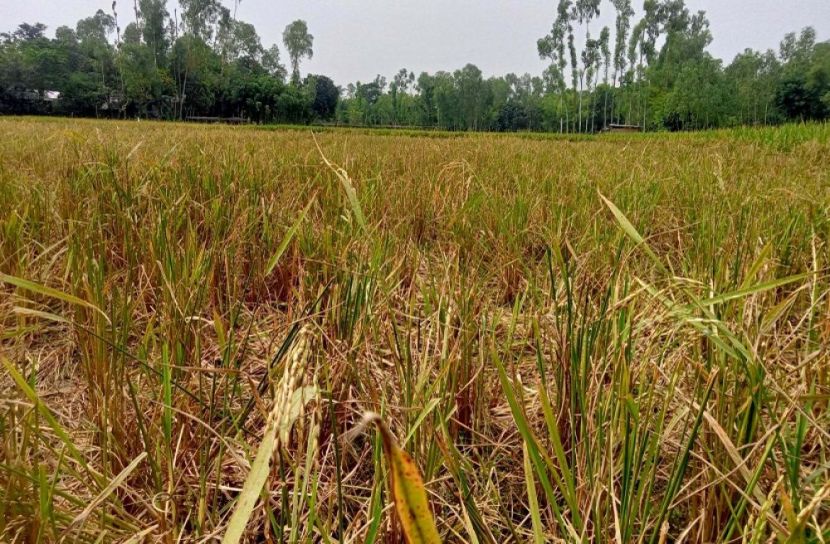 সুন্দরগঞ্জে রাতের আঁধারে ধান কাটার অভিযোগ