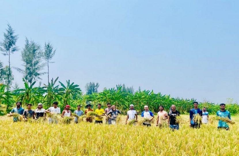 ধান কেটে দিলো নোবিপ্রবি ছাত্রলীগ