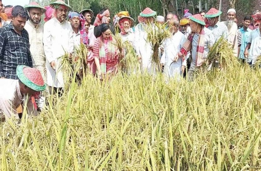 ধর্ম প্রতিমন্ত্রী কাটলেন কৃষকের ধান