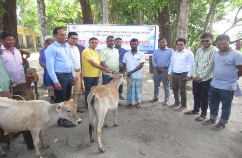 মনপুরায় ৫০টি বকনা বাছুর বিতরণ