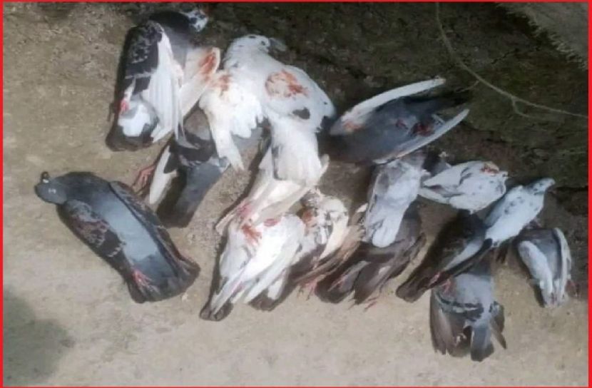 ছবি : সংগৃহিত