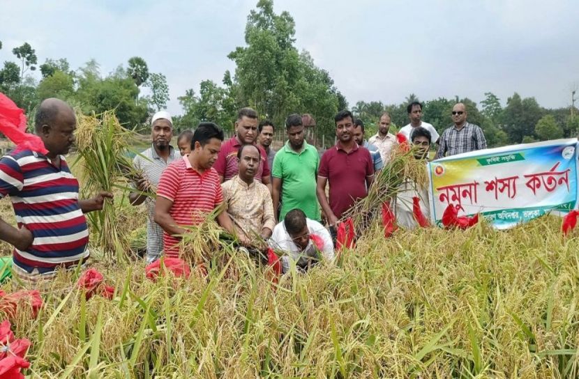 ভালুকায় নমুনা শস্য কর্তনের উদ্বোধন